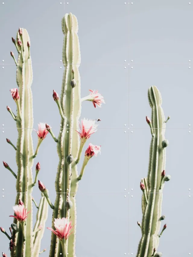 IXXI Cerus Cactus Flowers, Ingrid Beddoes - 60 x 80 cm - Grote wanddecoratie en posters - Fotografie, Woonkamer, Slaapkamer, Cactus, Botanisch, Zomer Roze / Lichte tinten
