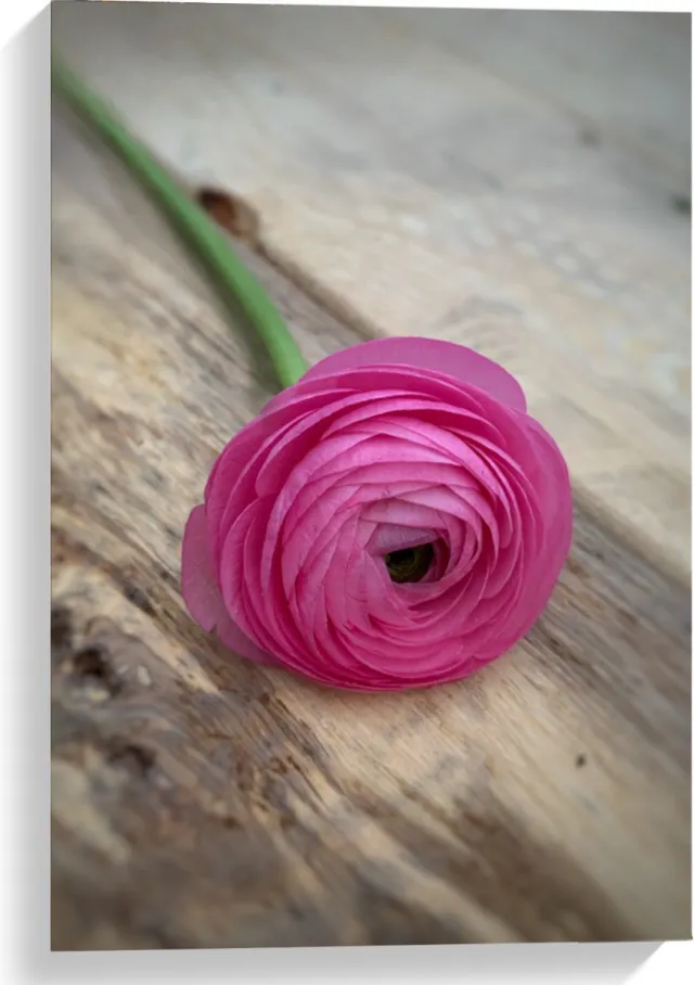 Cadebo Canvas Premium - Bloem Roze Roos - 40x60cm - Bloem op Canvas Schilderij - Wanddecoratie op Canvas