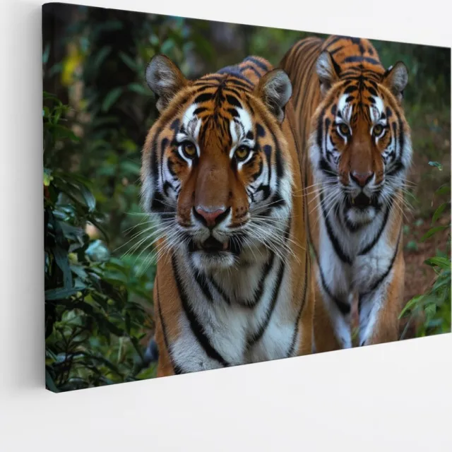 Saammp Canvas Schilderij - Tijgers tussen de Planten - Natuur - Dieren - 50x40 - Foto op canvas - Wanddecoratie - muurdecoratie Woonkamer - Slaapkamer decoratie - Canvas Print Multicolor