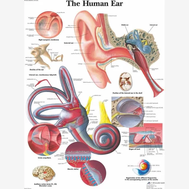 3B Scientific Het menselijk lichaam poster - Oor / gehoorgang (gelamineerd, 50x67 cm) + ophangsysteem Oor / gehoorgang + ophangsysteem