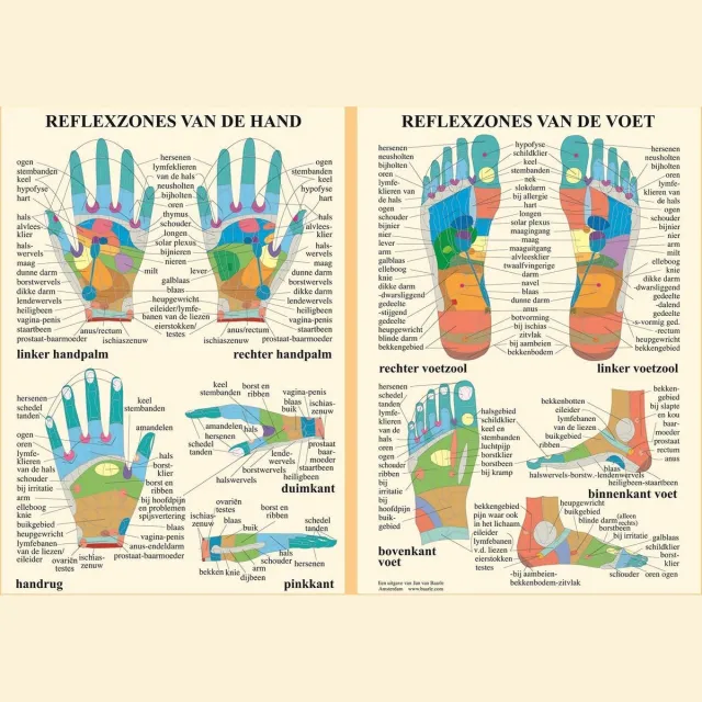 van Baarle Het menselijk lichaam - anatomie poster hand- en voetreflexologie (Nederlands, gelamineerd, A2) nvt