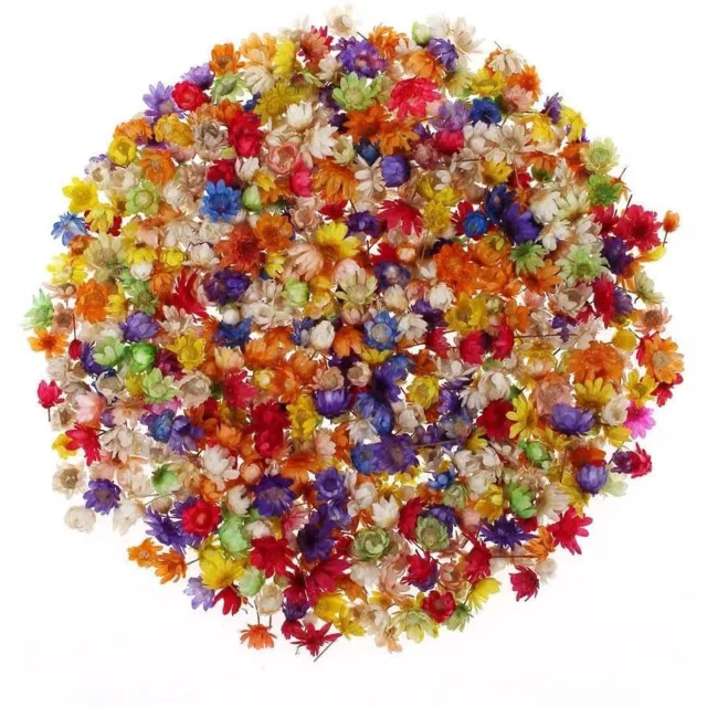 Famanu Set van 300 mini gedroogde bloemen voor hars en kunstprojecten