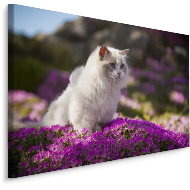 karo-art Schilderij - Ragdoll Kat tussen de Bloemen, Premium print Multikleur