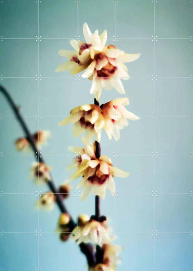 IXXI Simple, Angelo Cerantola - 100 x 140 cm - Grote wanddecoratie en posters - Fotografie, Woonkamer, Slaapkamer, Bloemen, Zomer, Botanisch Lichte tinten / Wit