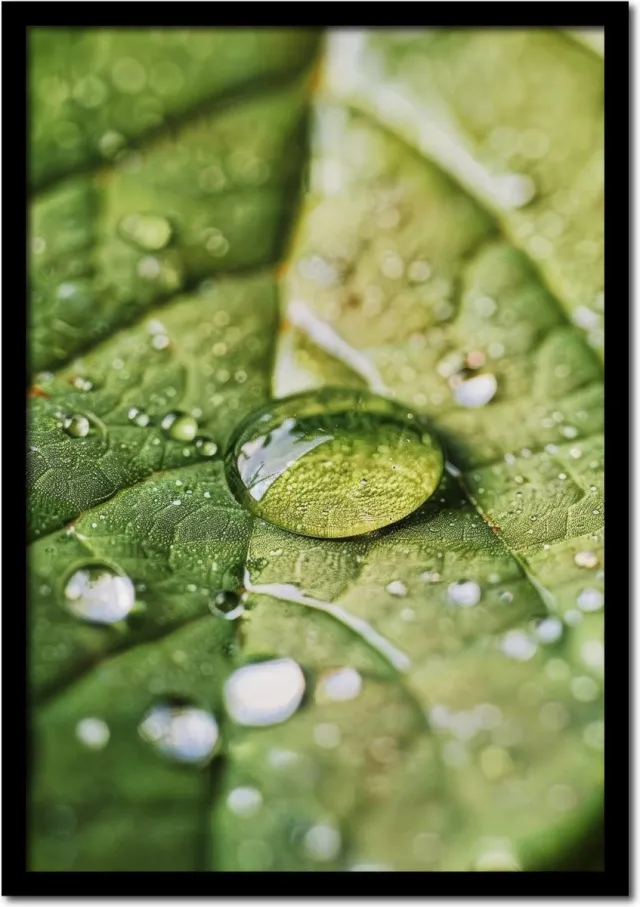 Plakkers Poster blad met druppels water - 30cm x 40cm - vintage - woonkamer - slaapkamer - bloemen posters - goedkoop - muurposter - natuur - wanddecoratie Full-colour