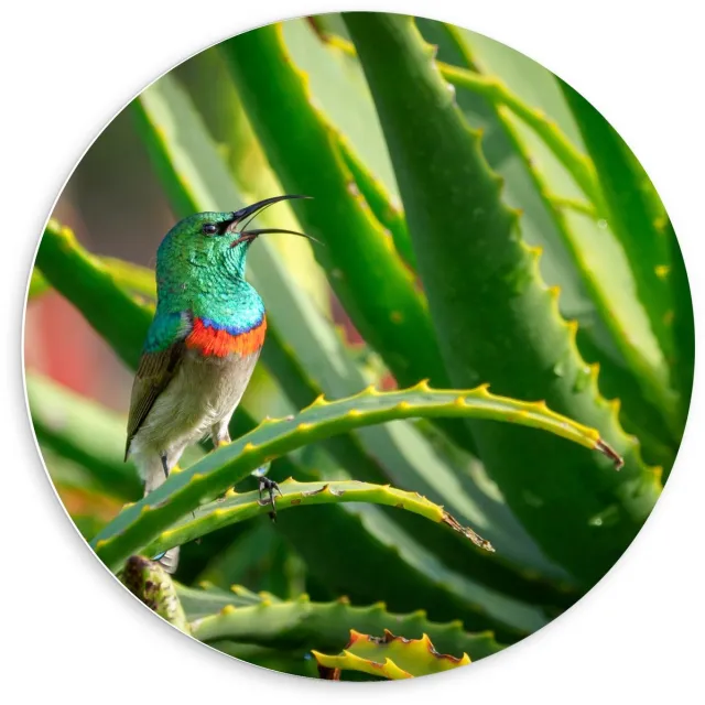 KuijsFotoprint Forex Wandcirkel - Blauw Vogeltje in Groene Takken - 60x60cm Foto op Wandcirkel (met ophangsysteem)