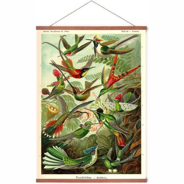 Esque Poster In Posterhanger - Kolibries - Kader Hout - Vintage Dieren - Ernst Haeckel - 70x50 cm - Ophangsysteem