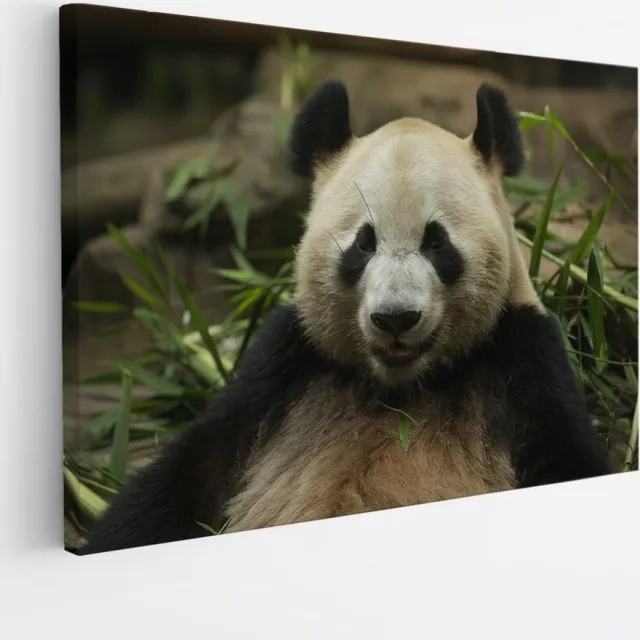 Saammp Canvas Schilderij - Panda tussen het gras - Natuur - Dieren - 70x50 - Foto op canvas - Wanddecoratie - Muurdecoratie Woonkamer - Slaapkamer decoratie - Canvas Print Multicolor