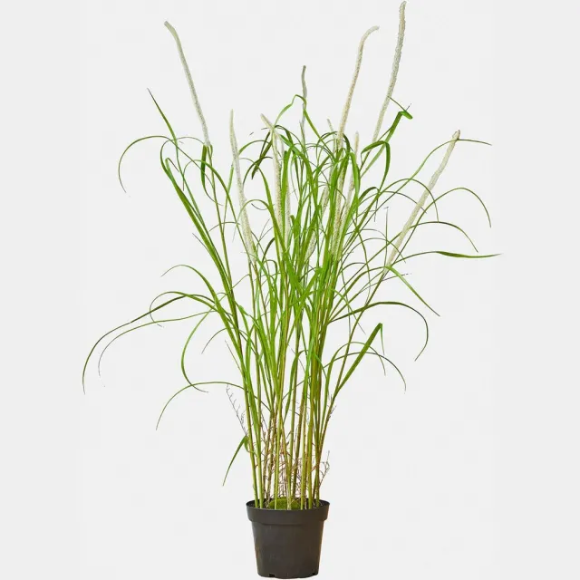 Loberon Decoratieve rietplant Clarisa groen/wit