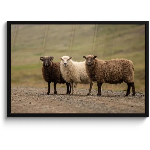 FrameYourWall Poster in lijst - Fotolijst 90x60 cm - Posters - Schapen - Bruin - Wit - Grindpad - Posterlijst zwart - Decoratie - Wanddecoratie woonkamer - Muurdecoratie slaapkamer