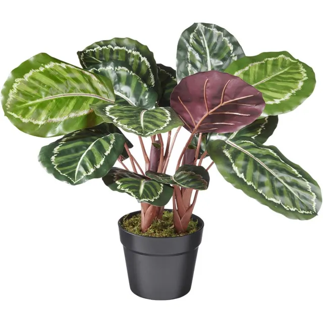HTT Decorations Kunstplant Calathea H50cm - HTT Decorations kunstplanten Groen