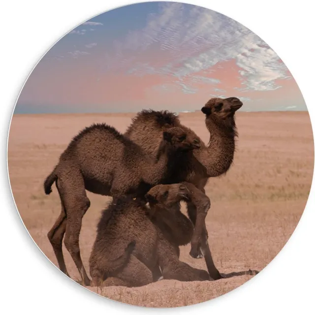 KuijsFotoprint Forex Wandcirkel - Kamelen duo Staand & Liggend - 80x80cm Foto op Wandcirkel (met ophangsysteem) Blauw