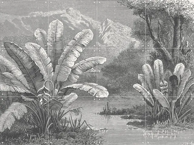 IXXI Tropical Marsh, Aster Edition - 80 x 60 cm - Grote wanddecoratie en posters - Naturalisme, Vintage, Houtsnede, Illustraties, Woonkamer Groen / Monochroom / Zwart en wit