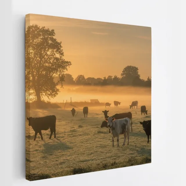 Saammp Canvas Schilderij - Groep koeien in de mist met zonsondergang - Nederland - Dieren - 30x30 - Foto op canvas - Wanddecoratie - Muurdecoratie Woonkamer - Slaapkamer decoratie - Canvas Print Multicolor