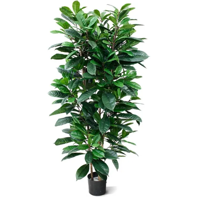 Maxifleur Ficus Cyathistipula 160cm Deluxe Groen