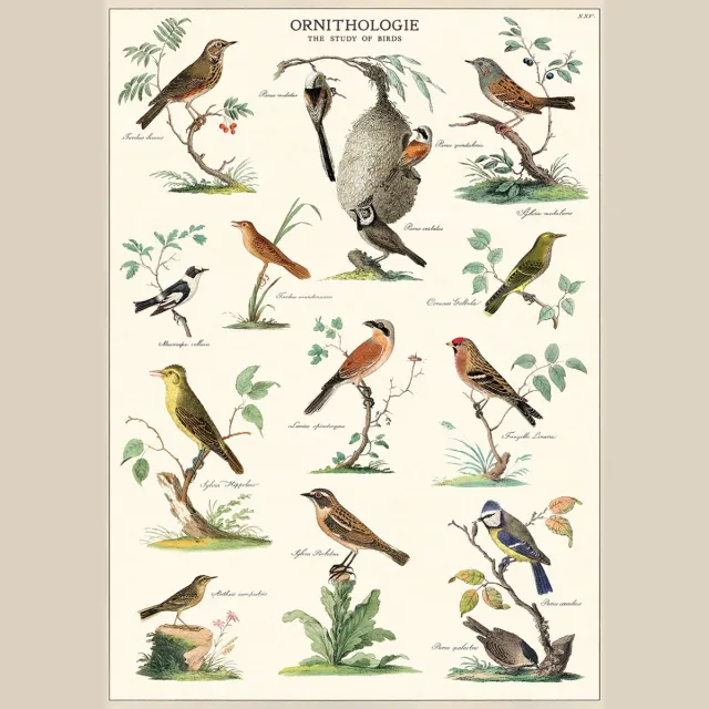 Cavallini & Co Poster Ornithologie - Cavallini & Co - Vintage schoolplaat - Posters Multi Color