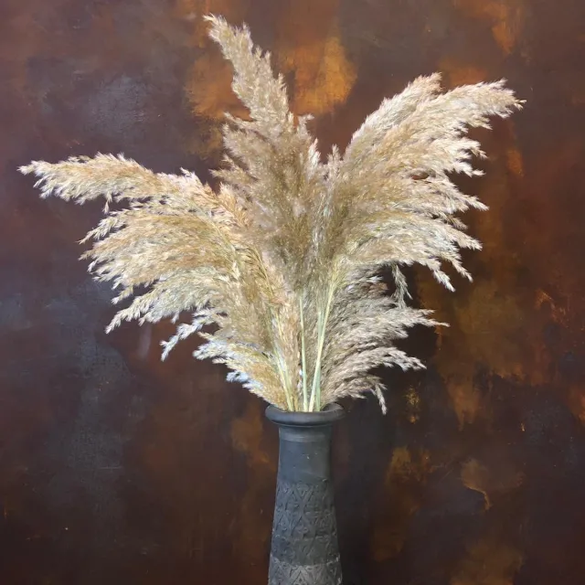 Droogbloem Rietpluimen | Pampas pluimen | Pampas gras | 15 stuks | 100 cm Naturel
