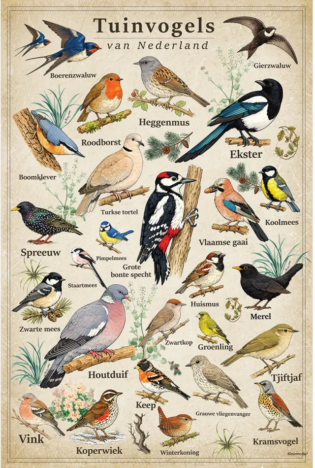 Kleurmedia Vintage Poster Tuinvogels - 43 x 61 cm - Kleurmedia® Retro Botanische Collectie 2026 - Posters met Nederlandse Benamingen A2