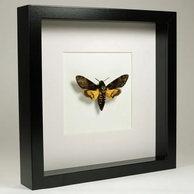 DeMuseumwinkel.com Opgezette doodshoofdvlinder in zwarte lijst 25x25 cm - Acherontia atropos