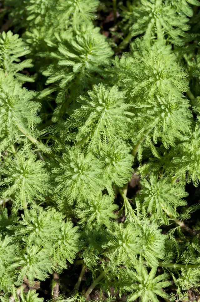 Bloomique Set van 2 - Myriophyllum Red Stem - Vederkruid - Vijverplanten - Waterplanten - Winterhard - Hoogte 10-20 cm - Pot 11 cm 2x Kweekpot