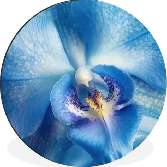 WallCircle Wandcirkel - Muurcirkel - Blauw - Orchidee - Elegeant - Aluminium - Dibond - 30x30 cm - Binnen en Buiten