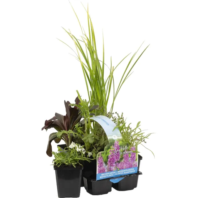 Bloomique Set van 6 - Geurende Vijverplanten - Acorus - Geranium - Houttuynia - Mentha - Preslia - Zantedeschia - Vijverzone 1-2 - Hoogte 15-25 cm - Pot 9 cm Geurende Vijverplanten Mix