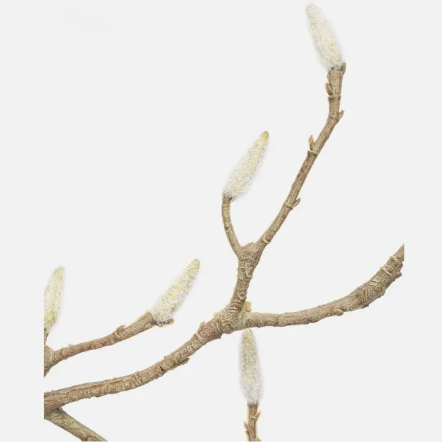 House Doctor Kunsttak Magnolia – 3 Stuks – Groene Decoratieve Takken met Witte Knoppen Magnolia - 3 st