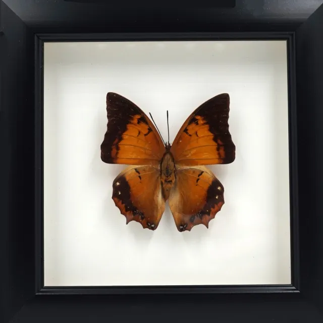 Apeirom Opgezette Vlinder Gele Rajah in 3D Lijst - 16 x 16 cm - Zwart - Wanddecoratie zwartbruin