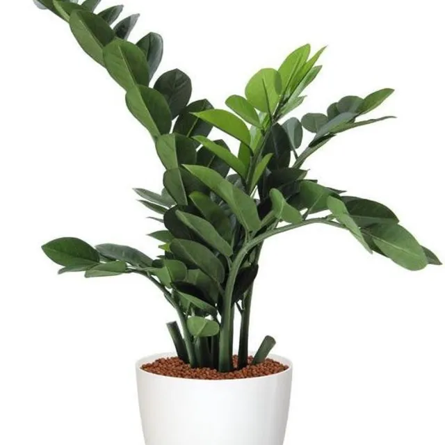 maxifleur Kunstplanten Zamioculcas kunstplant 65cm Groen
