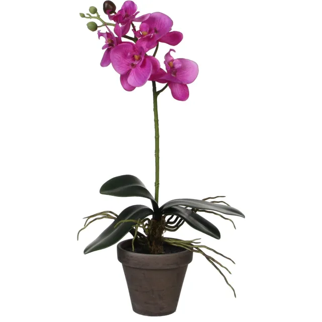 Mica Decorations Kunstplant - Phalaenopsis orchidee - paars - 48 cm - Kunstplanten/nepplanten met bloemen