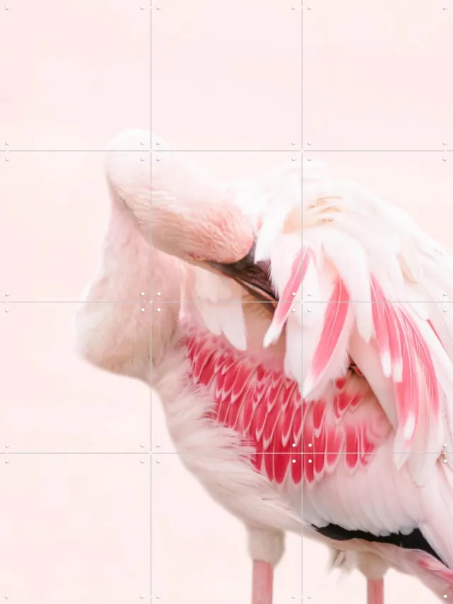 IXXI Pink Flamingo, Ingrid Beddoes - 60 x 80 cm - Grote wanddecoratie en posters - Fotografie, Kleurrijk, Badkamer, Slaapkamer, Woonkamer Roze
