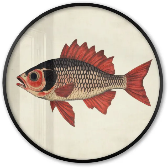 FrameYourWall Poster in lijst Rond - Fotolijst 80x80 cm - Posters - Schubben - Rood - Vis - Vinnen - Ronde posterlijst zwart - Decoratie - Wanddecoratie woonkamer - Muurdecoratie slaapkamer Vis - Vinnen - Schubben