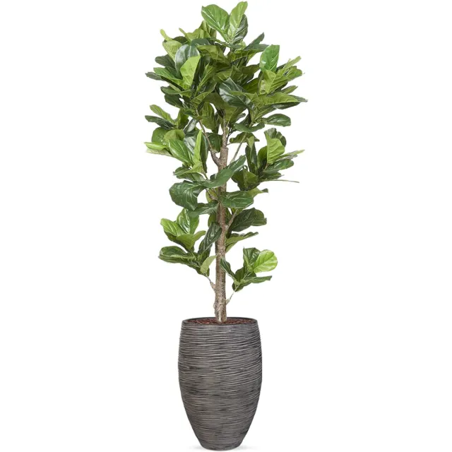 HTT Decorations Kunstplant Ficus Lyrata in vaas elegant Rib antraciet H240 cm