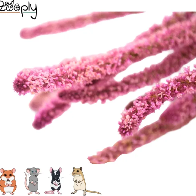 Zooply Zeelavendel - Roze - 70 gram - in koker