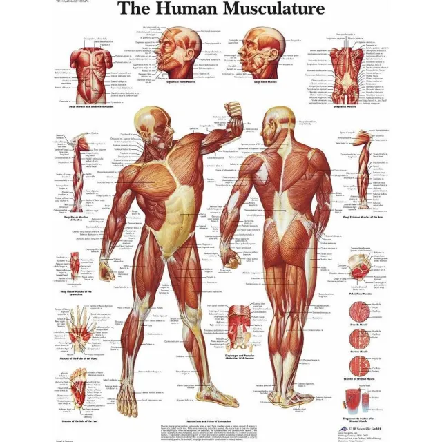 3B Scientific Het menselijk lichaam poster - Spieren poster (Engels, gelamineerd 50x67 cm) + ophangsysteem gelamineerd + ophangsysteem