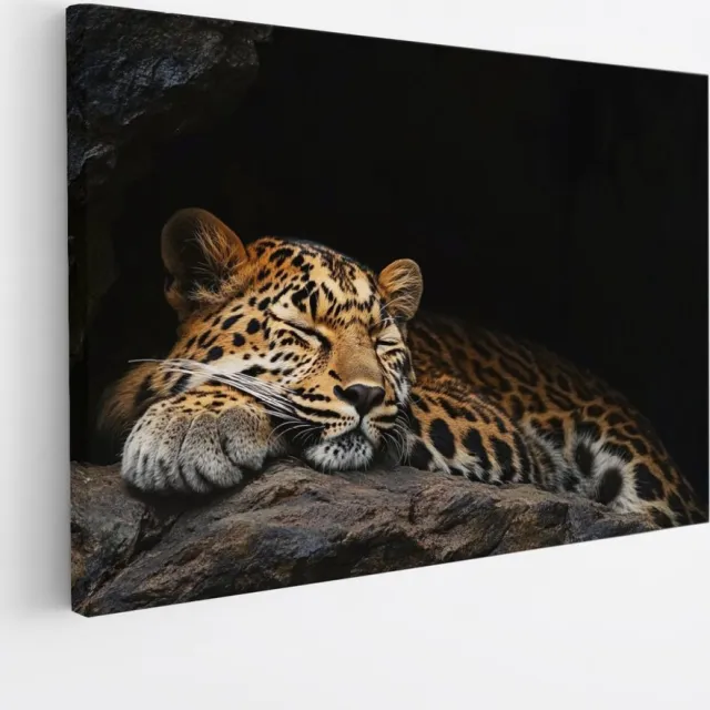Saammp Canvas Schilderij - Slapende Luipaard - Schattig - Natuur - Dieren - 70x50 - Foto op canvas - Wanddecoratie - Muurdecoratie Woonkamer - Slaapkamer decoratie - Canvas Print Multicolor
