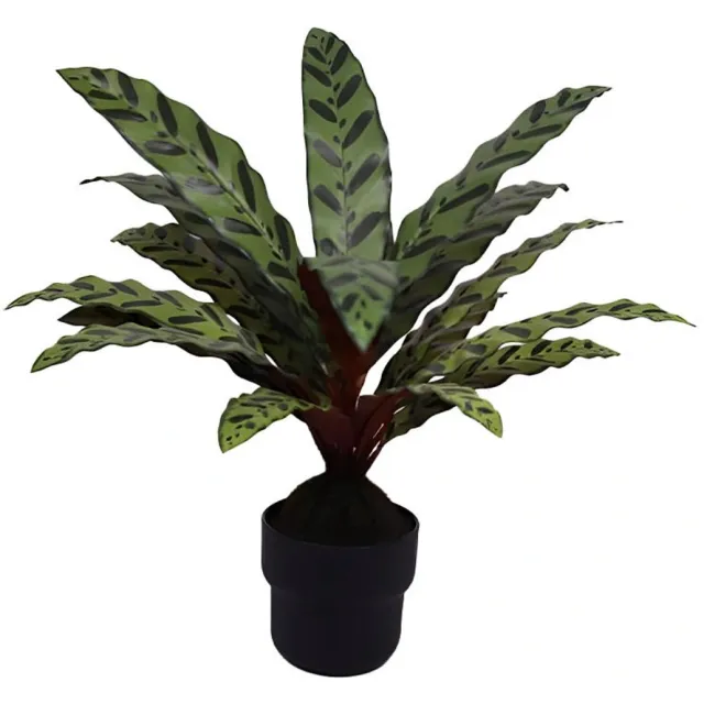 Buitengewoon Boet Calathea insignis 55 cm kunstplant Buitengewoon de Boet groen