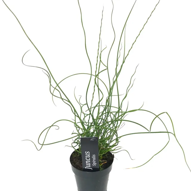 Bloomique Juncus Spiralis - Krulpitrus - Vijverplanten - Waterplanten - Winterhard - Hoogte 20-30 cm - Pot 9 cm Bruin