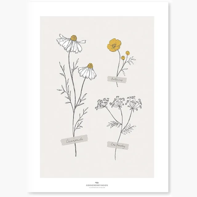 Lilipinso Chamomile Poster - Wild Flowers (30x40cm) (op=op) Print