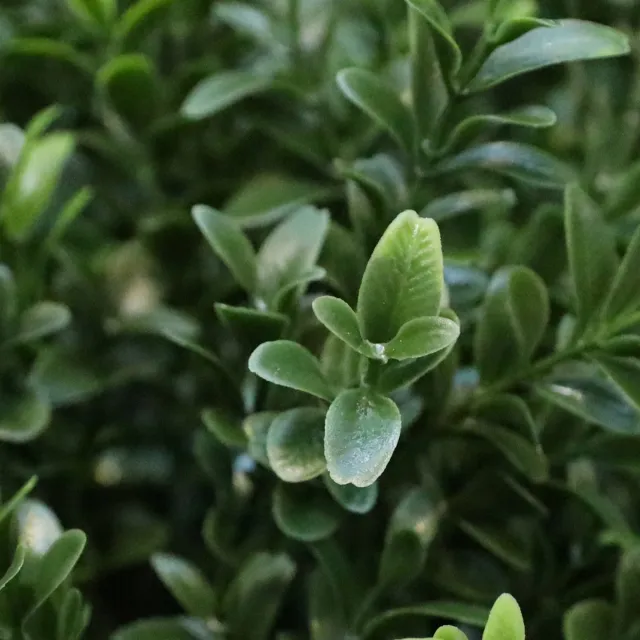 maxifleur Kunstplanten Buxus Kunstplant 45cm UV Groen