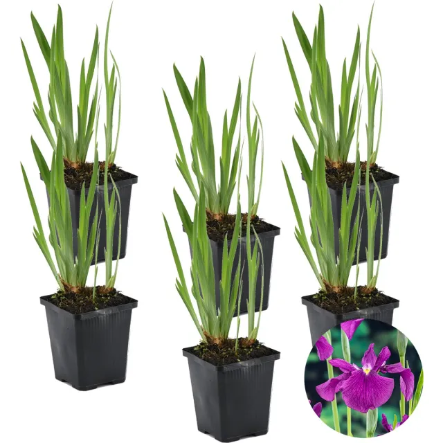 Bloomique Set van 6 - Iris Kaempferi - Japanse Iris - Paars - Vijverplanten - Waterplanten - Winterhard - Hoogte 20-30 cm - Pot 9 cm
