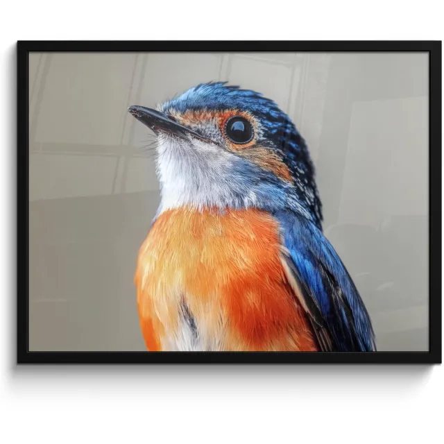 FrameYourWall Poster in lijst - Fotolijst 70x50 cm - Posters - Kleurrijk - Vogeltje - Veren - Blauw - Posterlijst zwart - Decoratie - Wanddecoratie woonkamer - Muurdecoratie slaapkamer