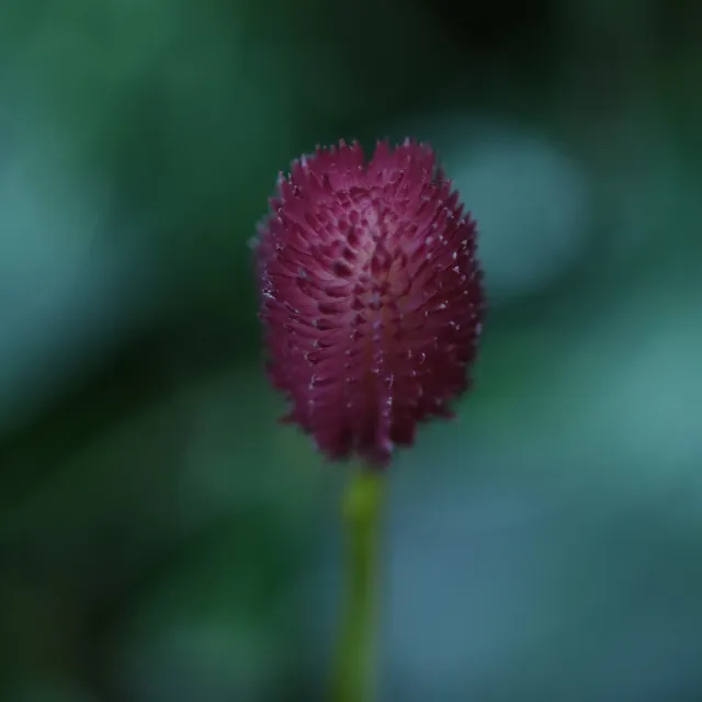 maxifleur Kunstplanten Gomphrena Kunsttak 65cm Burgundy