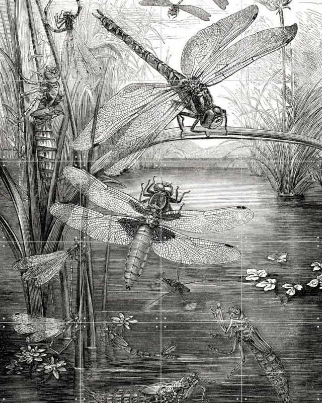 IXXI Dragonflies, Naturalis - 80 x 100 cm - Grote wanddecoratie en posters - Houtsnede, Illustraties, Vintage, Naturalisme, Woonkamer, Natuur Zwart / Zwart en wit / Monochroom
