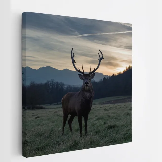 Saammp Canvas Schilderij - Hert - Zonsondergang - Natuur - Dieren - 40x40 - Foto op canvas - Wanddecoratie - Muurdecoratie Woonkamer - Slaapkamer decoratie - Canvas Print Multicolor
