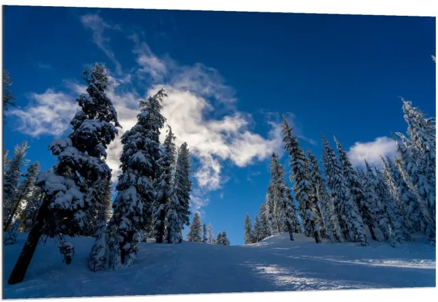 KuijsFotoprint Dibond - Blauwe Lucht met Besneeuwde Bomen - 120x80cm Foto op Aluminium (Met Ophangsysteem)