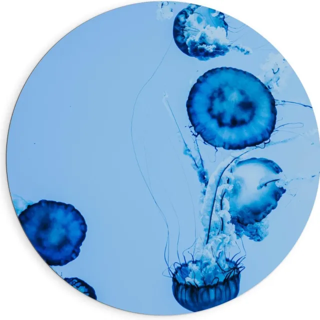KuijsFotoprint Dibond Wandcirkel - Blauwe Kwallen in het Water - 90x90cm Foto op Aluminium Wandcirkel (met ophangsysteem)
