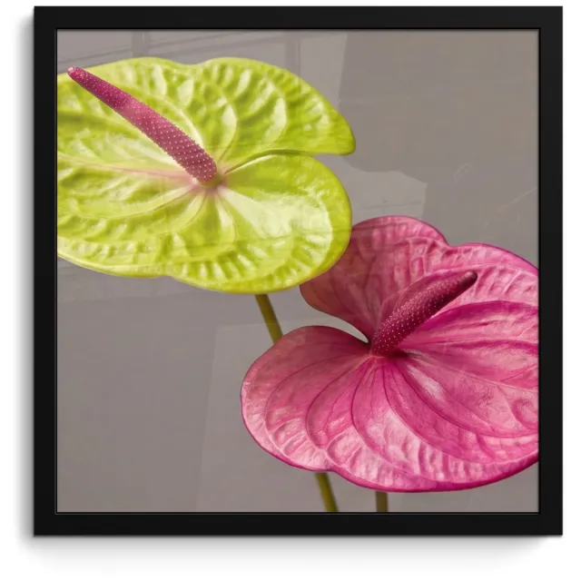 FrameYourWall Poster in lijst - Fotolijst 40x40 cm - Posters - Planten - Anthurium - Groen - Roze - Posterlijst zwart - Decoratie - Wanddecoratie woonkamer - Muurdecoratie slaapkamer