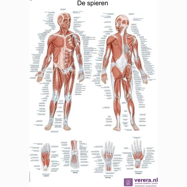 Verera.nl Anatomie poster spieren (Nederlands/Latijn, papier, 50x70 cm) zonder ophangsysteem
