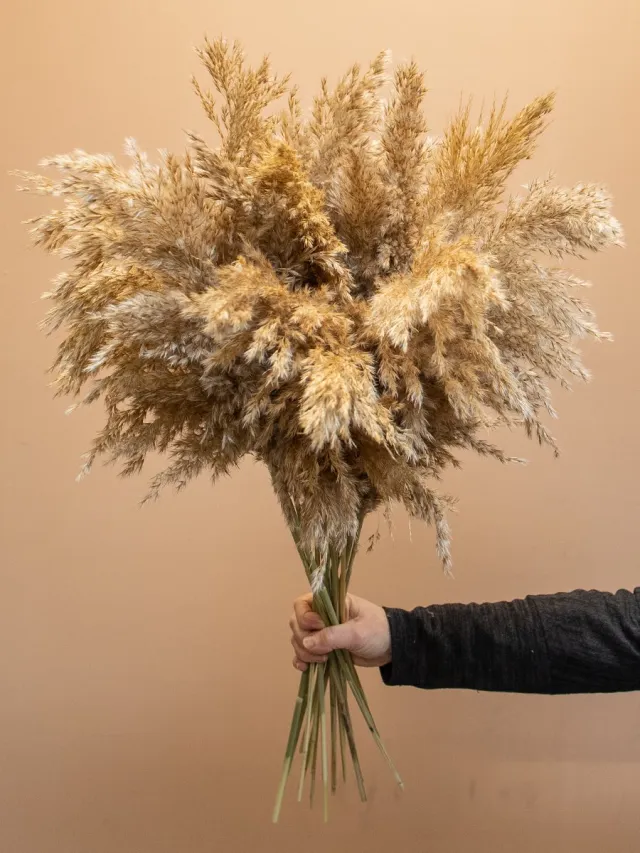 Roselin Deco Droogbloemen - boeket 15 x (Wooly) Pampas Pluimen | Rietpluimen | 80 cm Bruin
